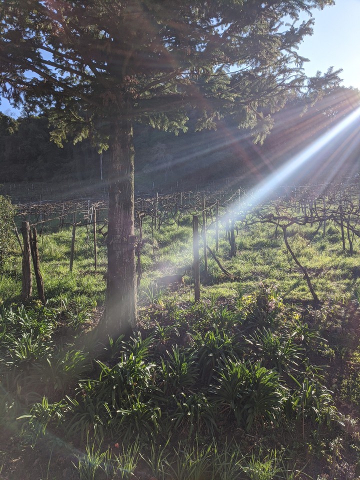 hill of vines