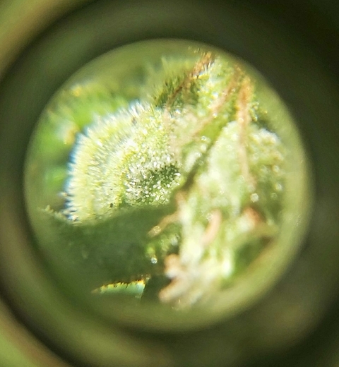 it's weed