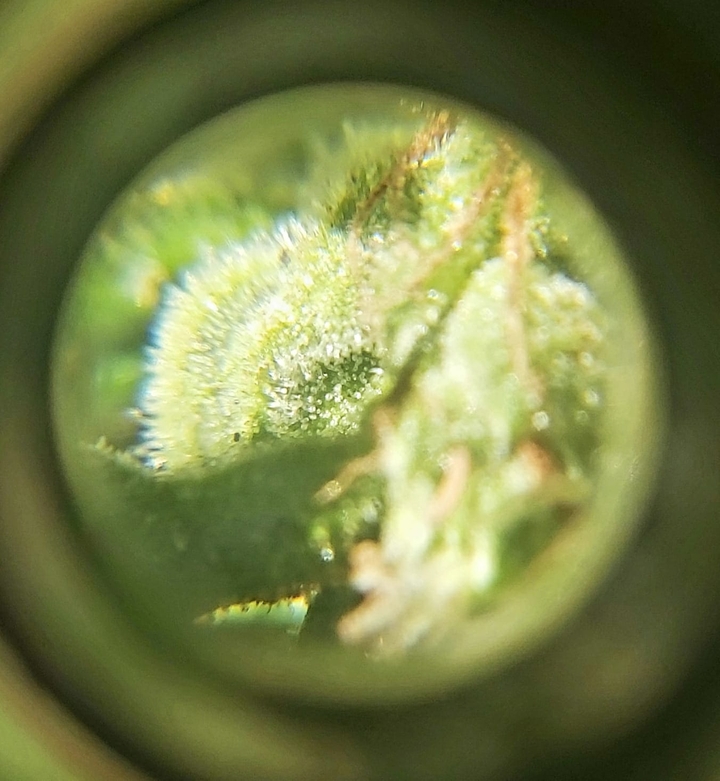 it's weed