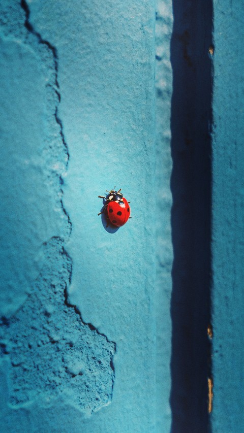 parasitism, arthropod háttérképek