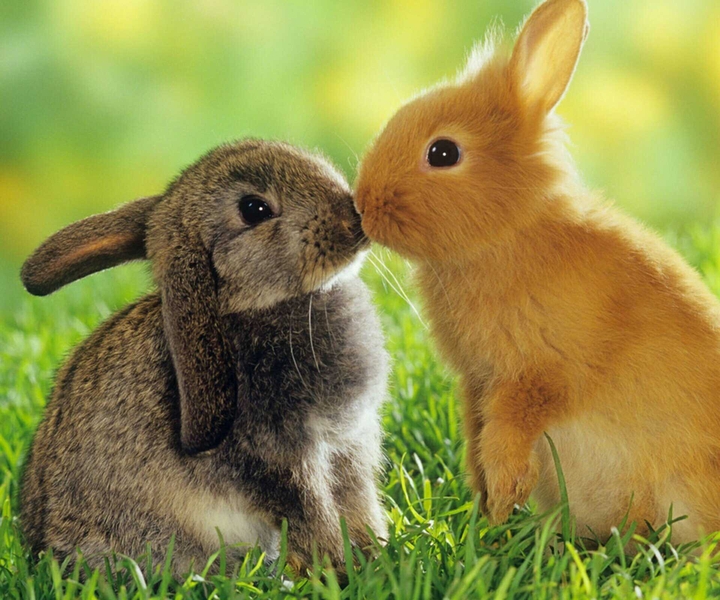 conigli + amore