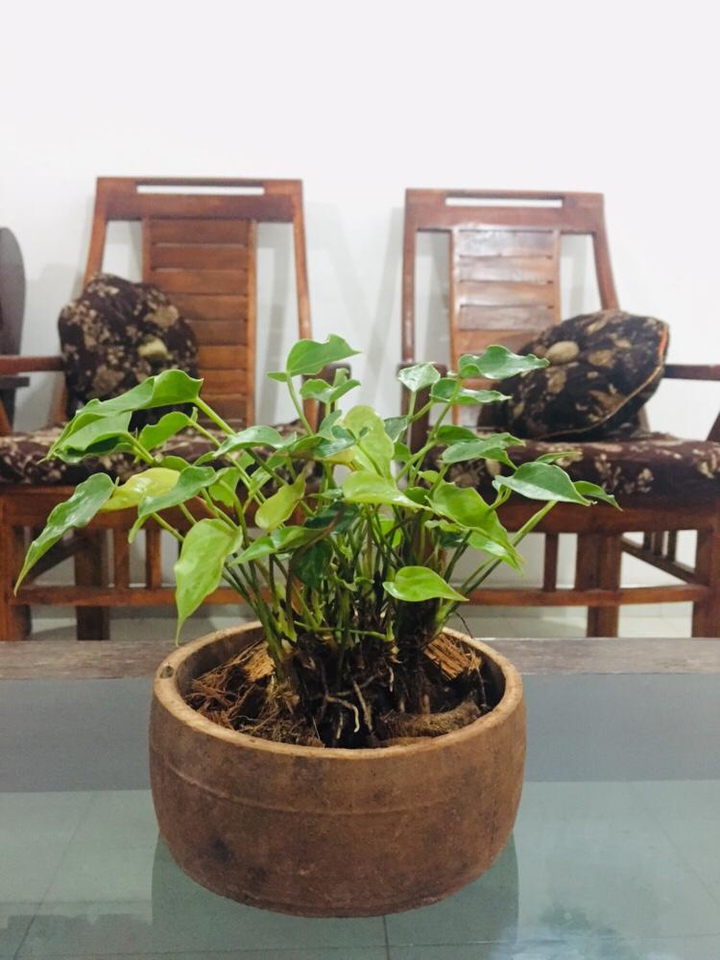 Planting