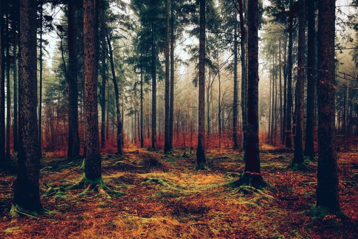 Autumn