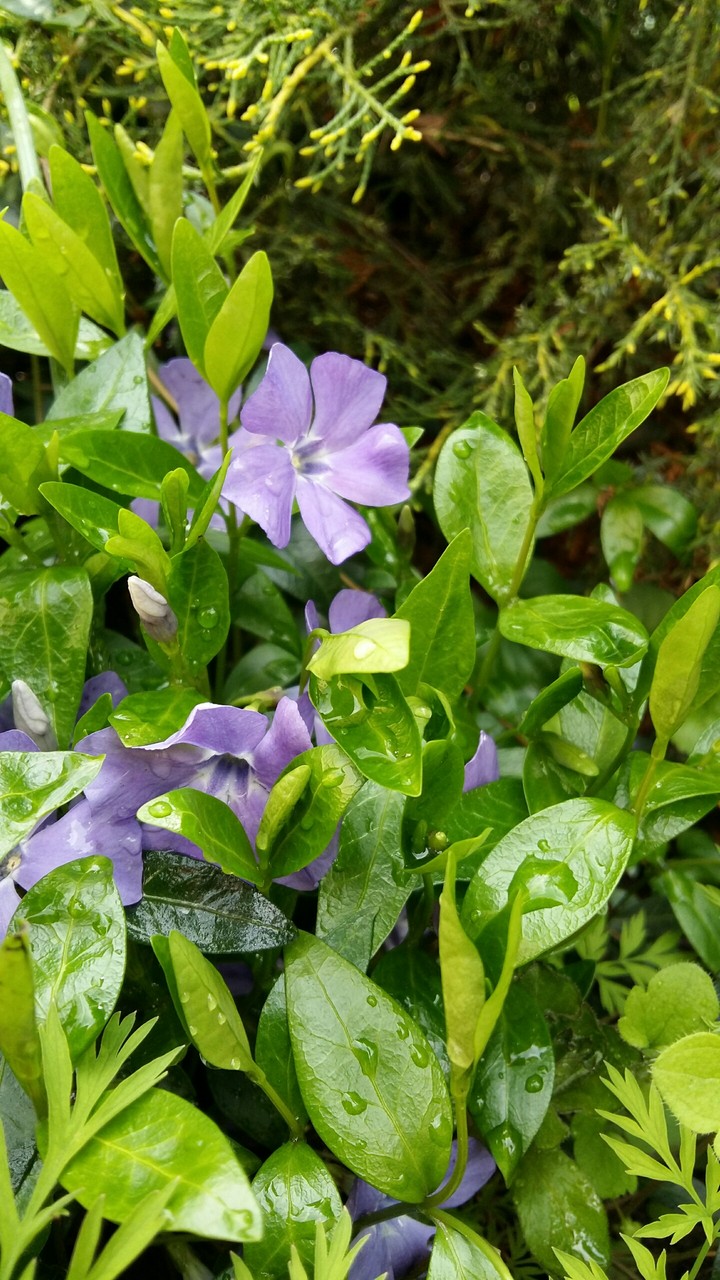 Flowers