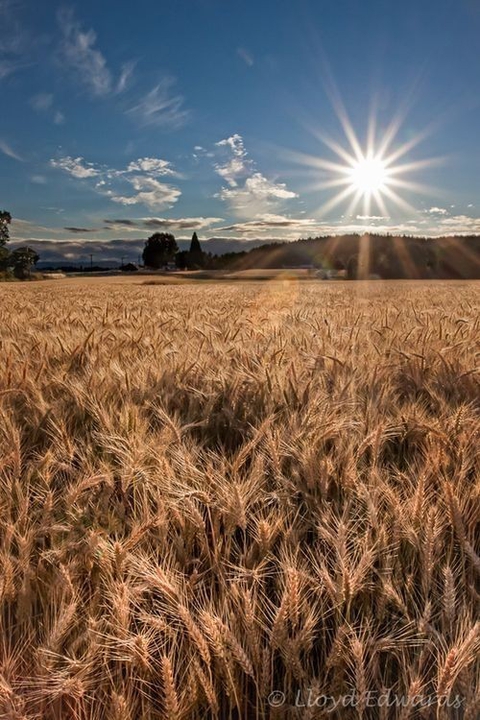 ears of wheat