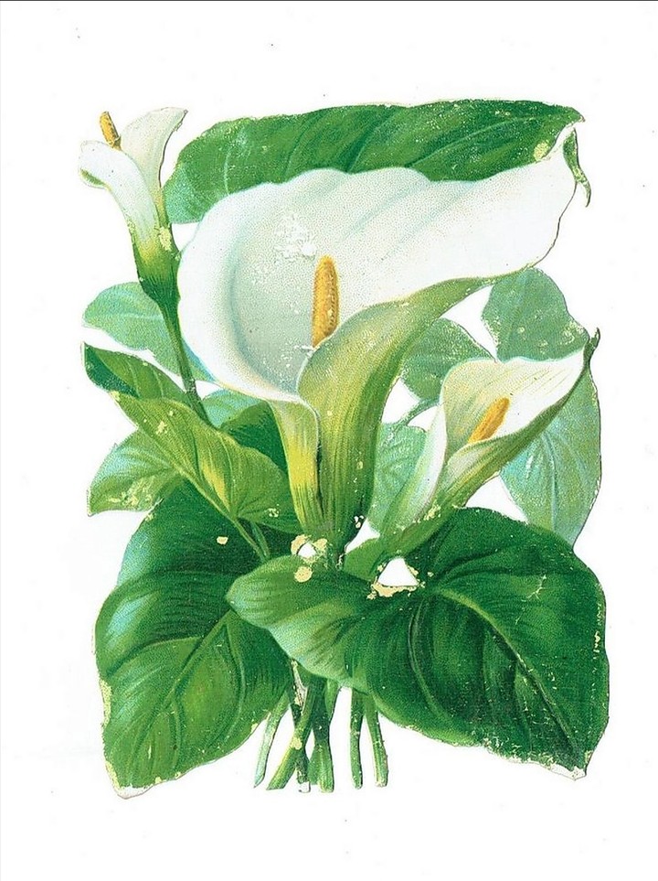 calla