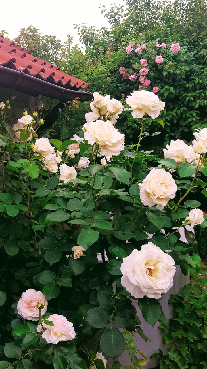 roses