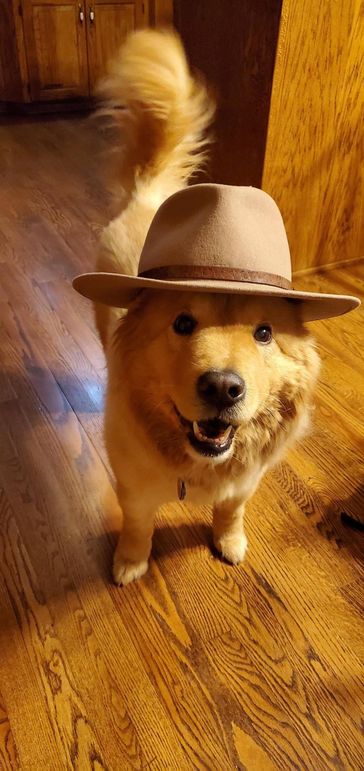 Doggo