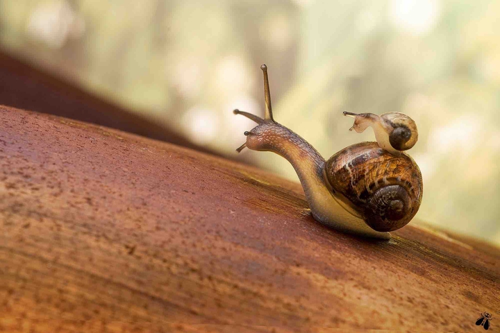 snails