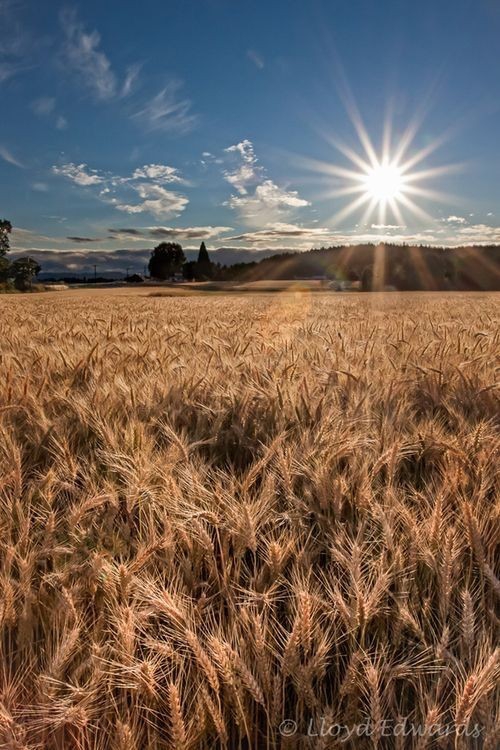 ears of wheat
