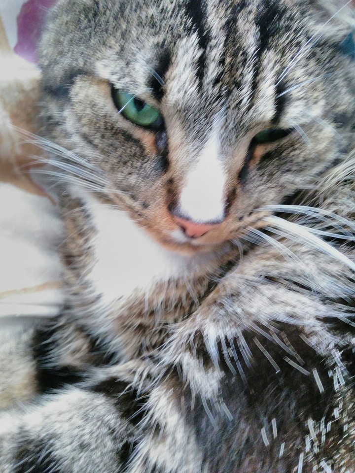 Cute Cat