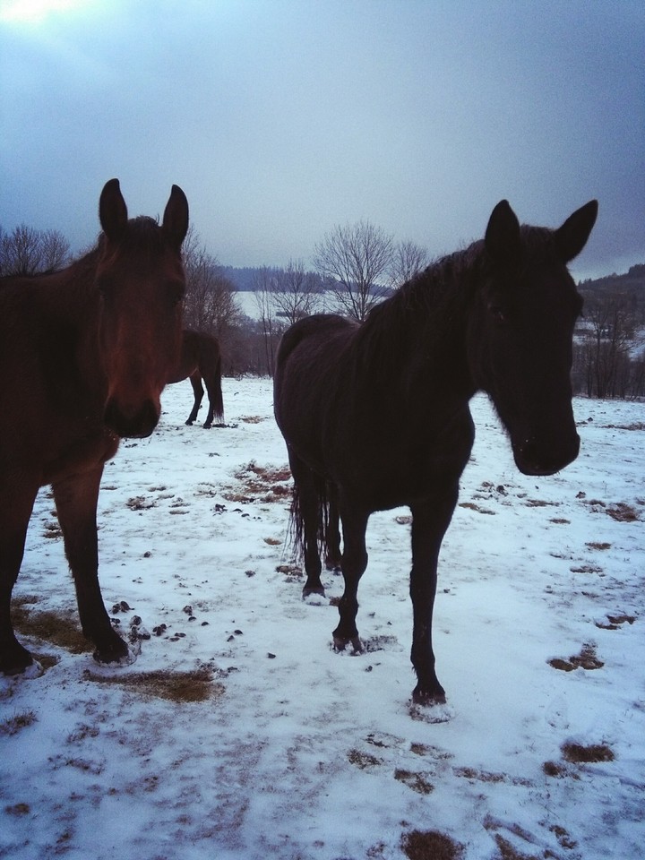 ,,Zimbo,, and ,,Zumka,,
