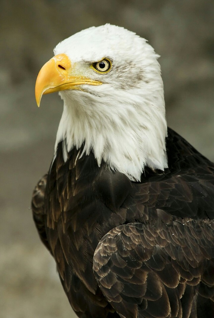 eagle