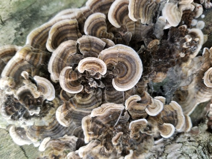 Mushroom log