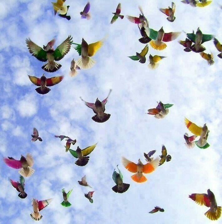 I love flying birds