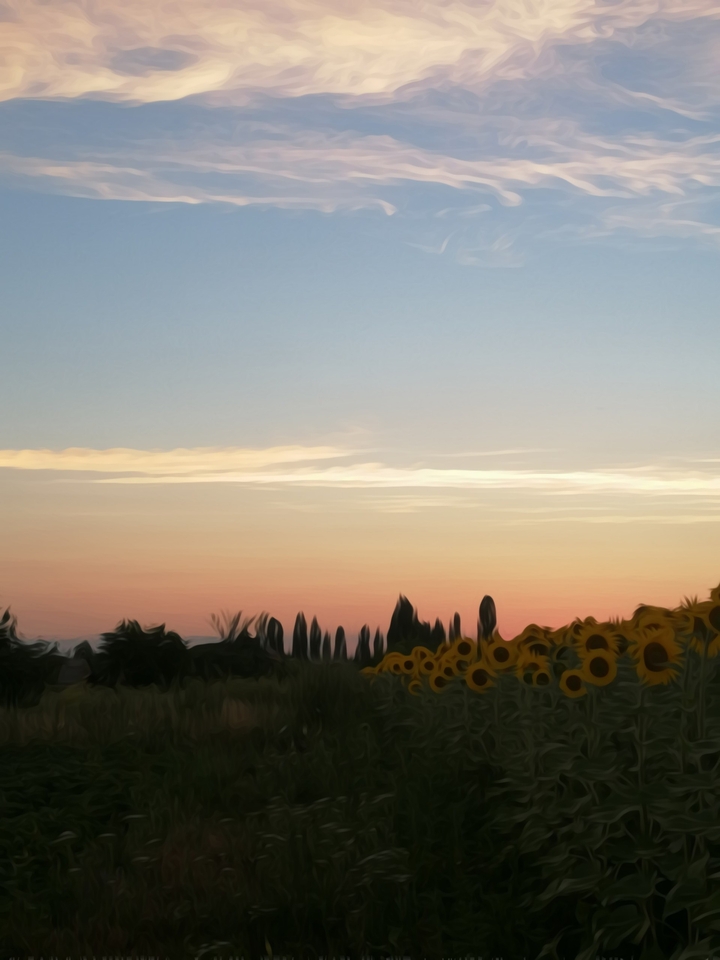 Sunflowers