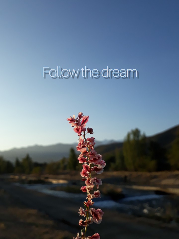 dream