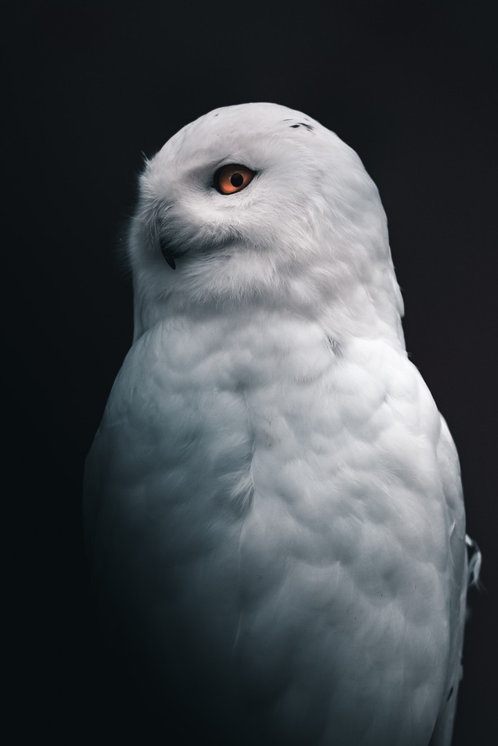 white Owl