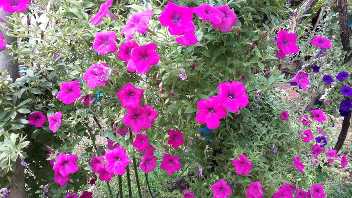 #pink