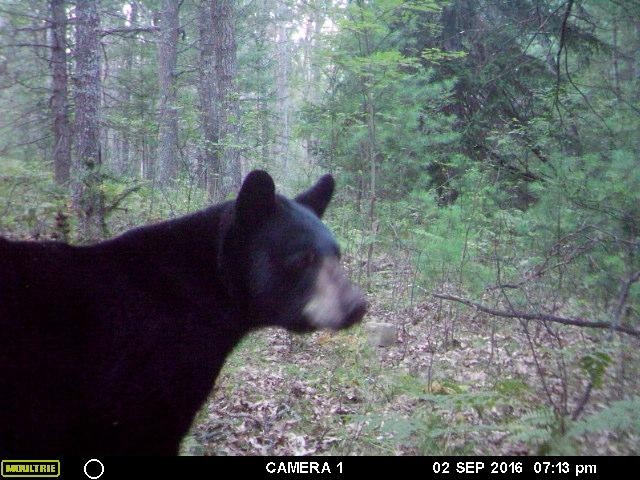 early fall trail cam while deer hunting