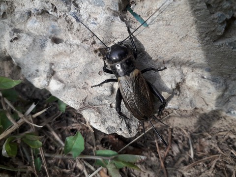 cricket