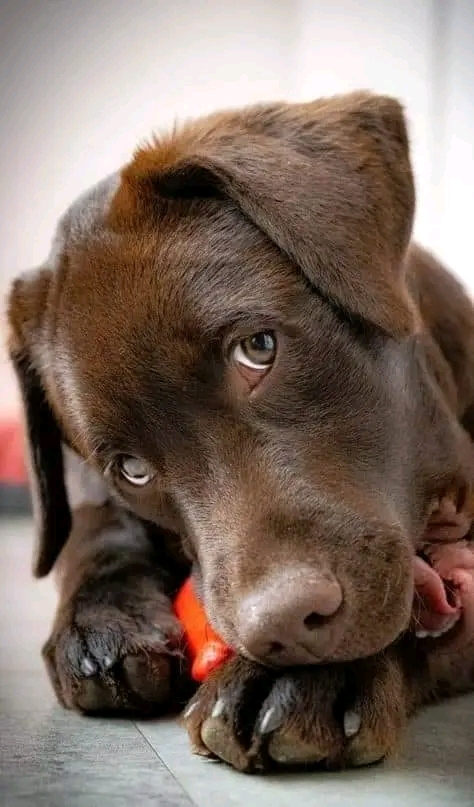 .