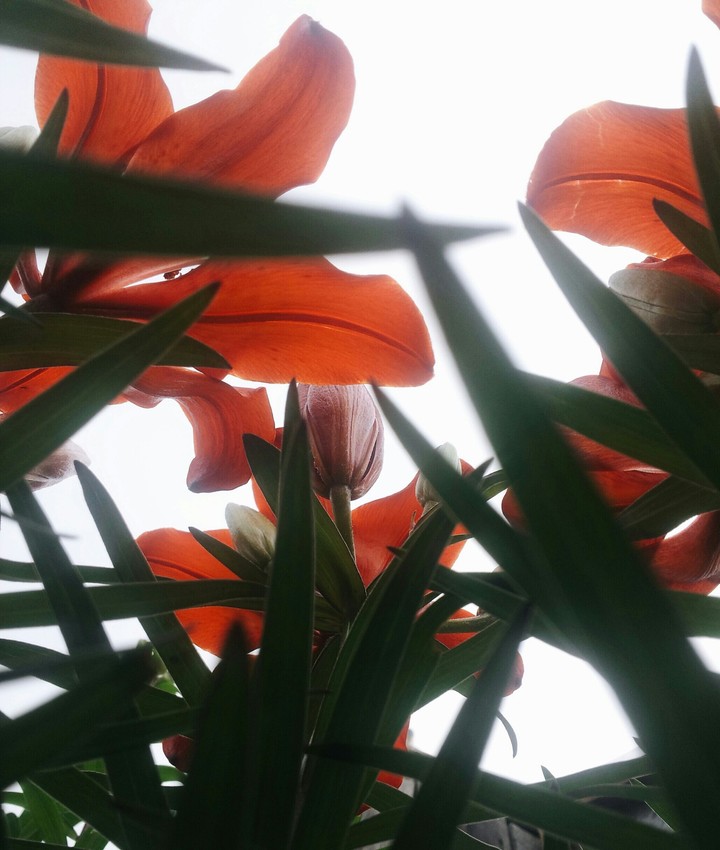 Lily