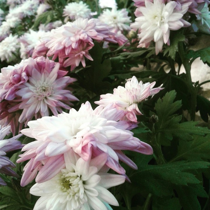 flowers