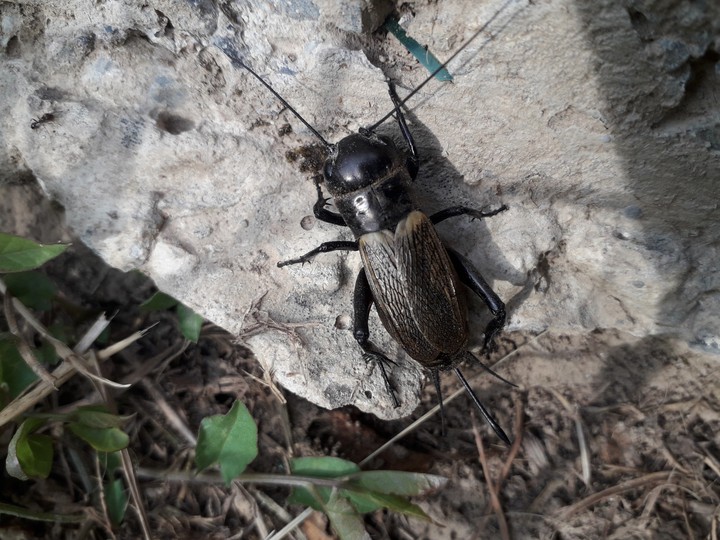 cricket