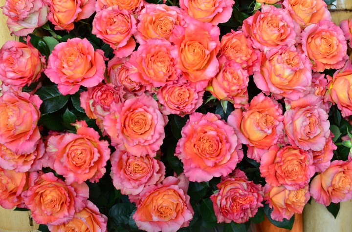 rosa