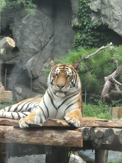 鼻子, whiskers壁纸