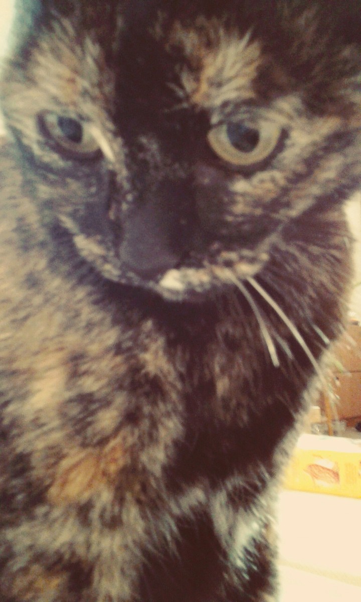 Miss Sole