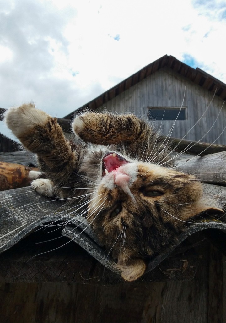 Village cat