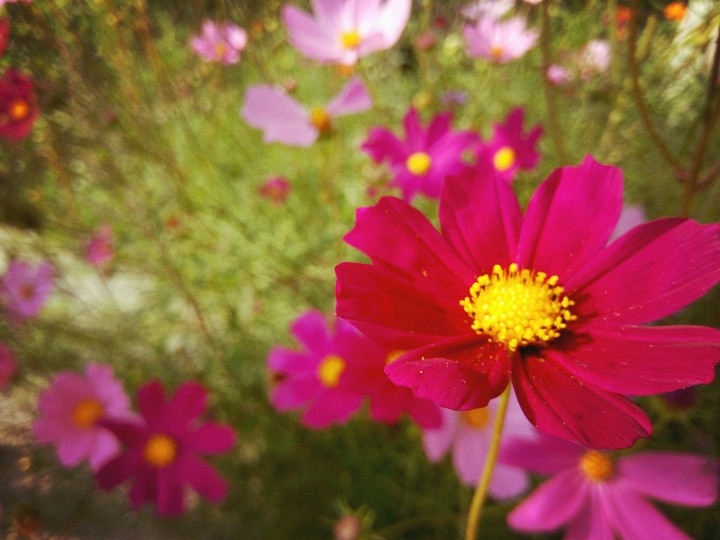 #beauty #flowers