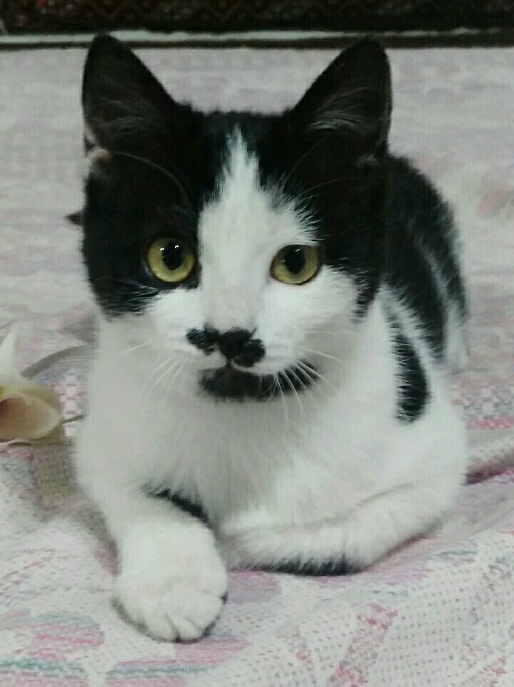 cat