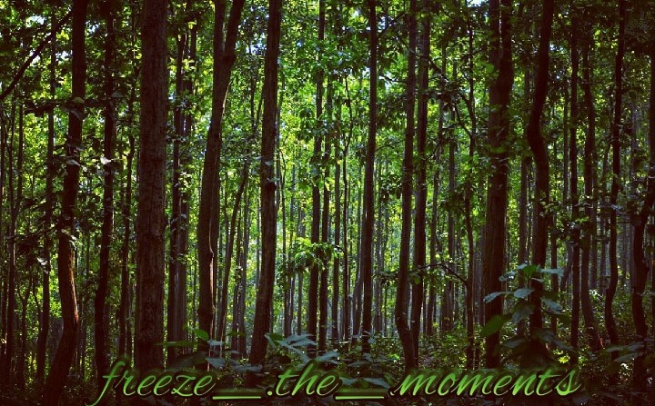 Green Woods
