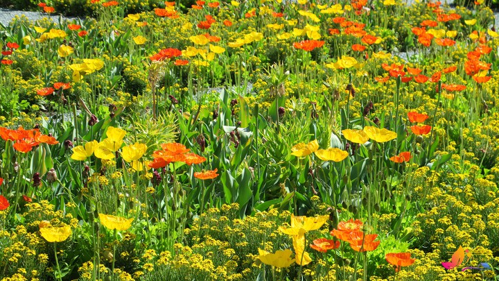 flowers in the meadow