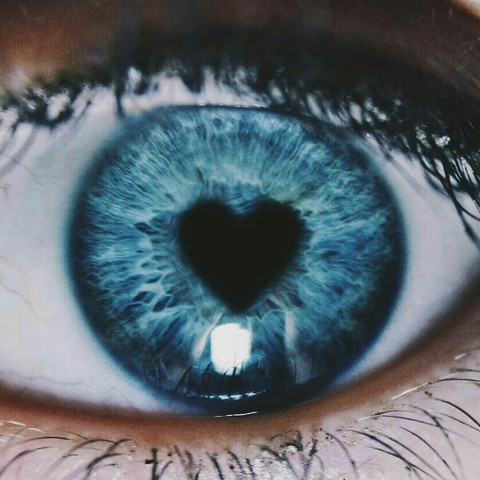 ταπετσαρίες iris, organ