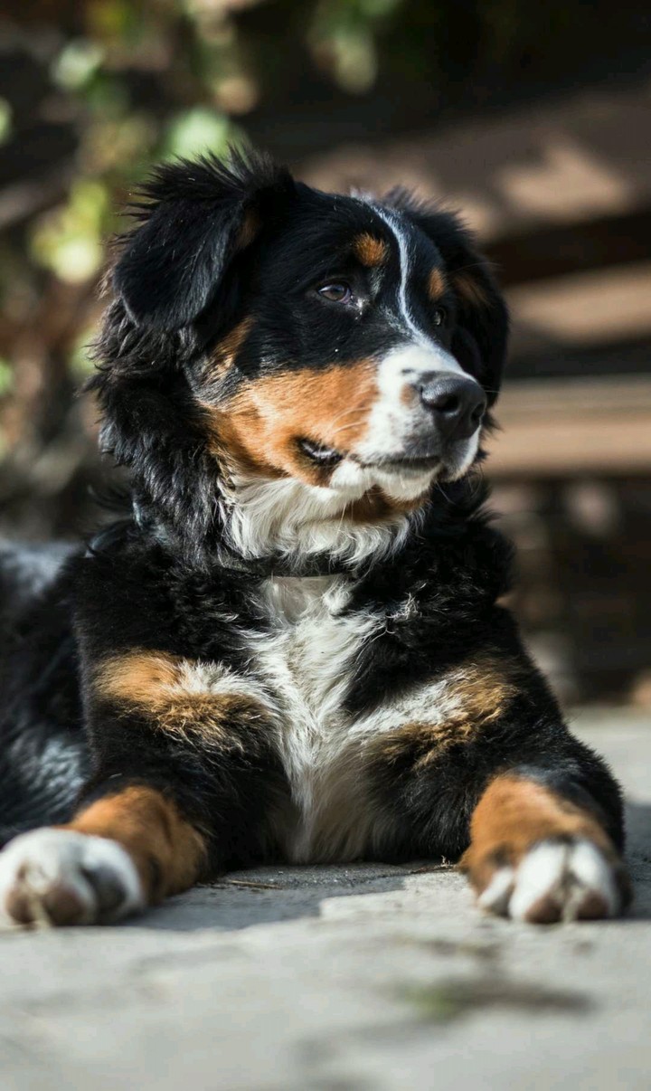 Loyal companion