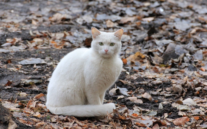 белый кот