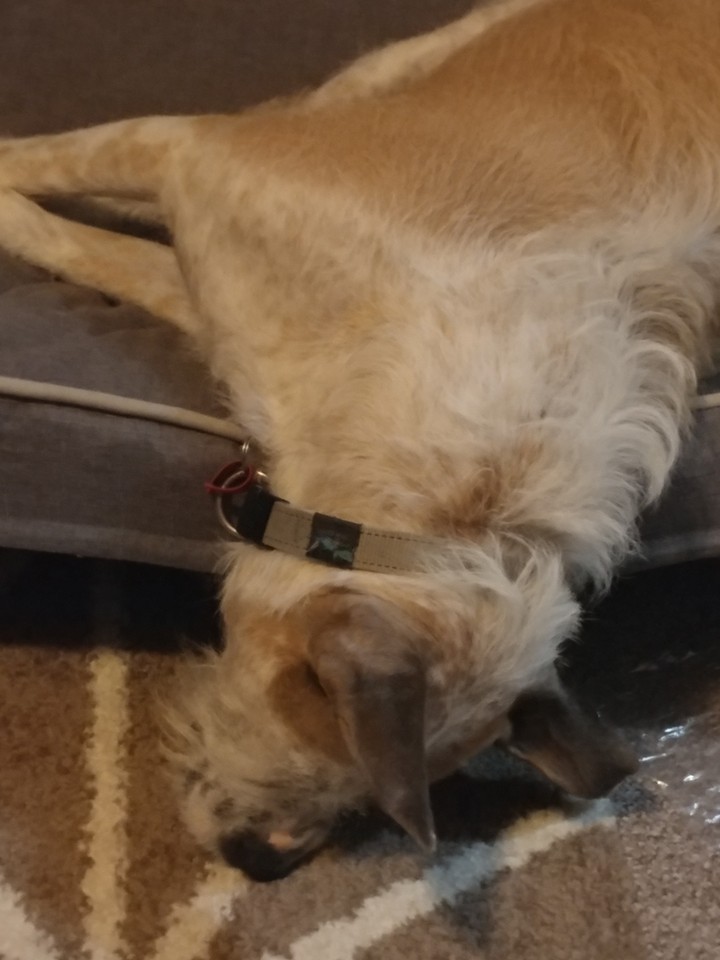 Wally 