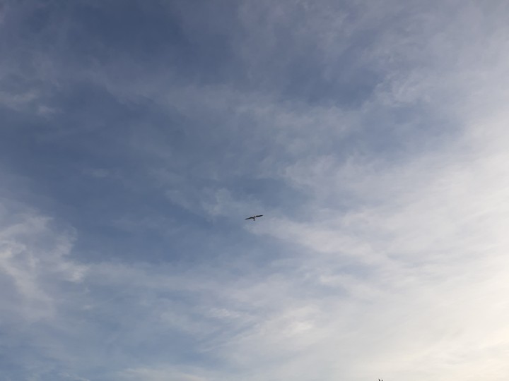 one seagull
