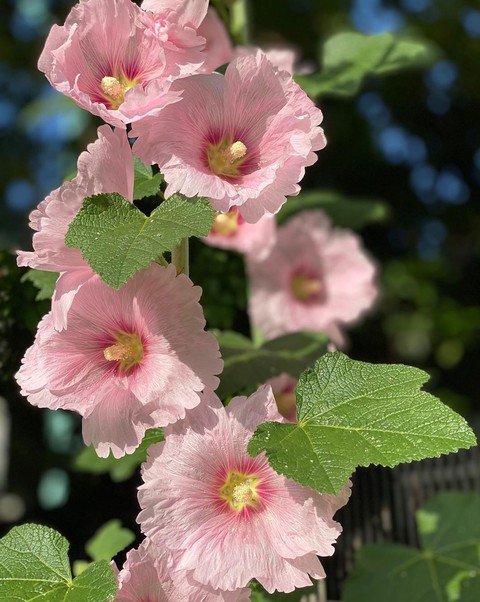 Alcea Rosea