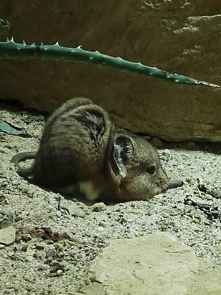 Elefantenspitzmaus