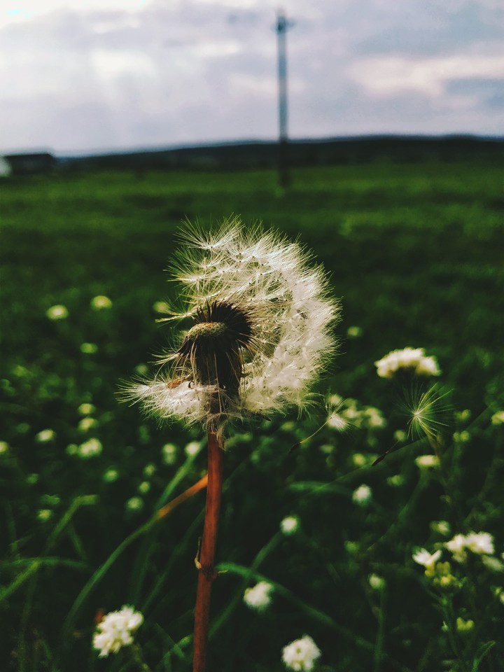 DANDELION