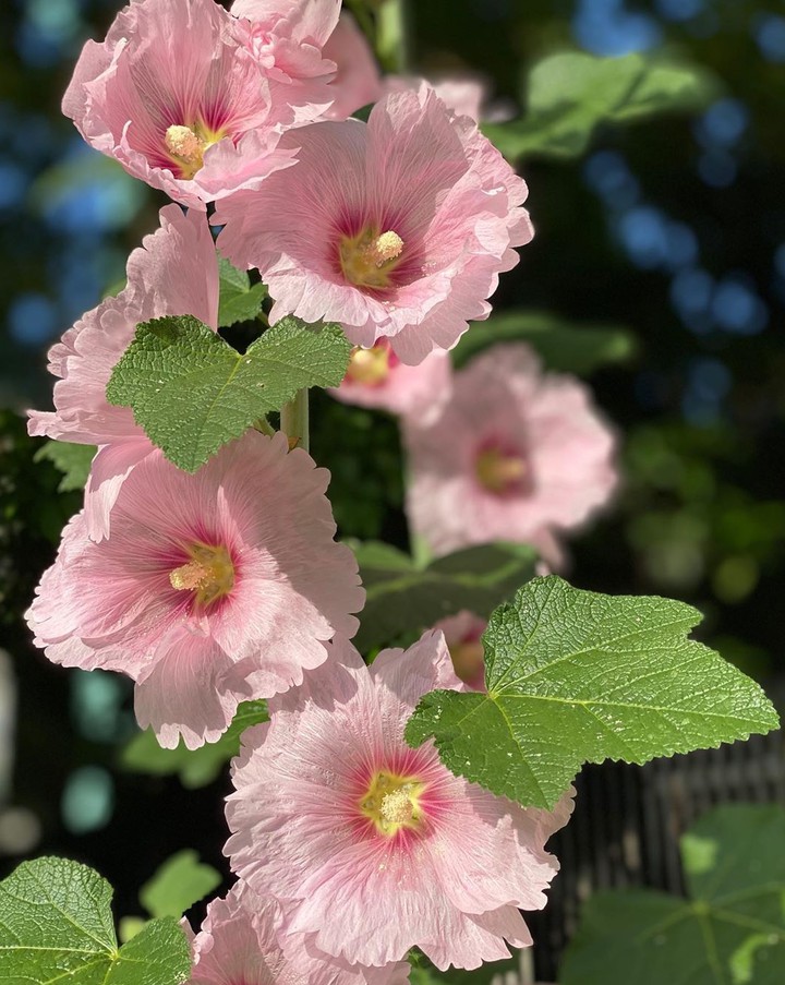 Alcea Rosea