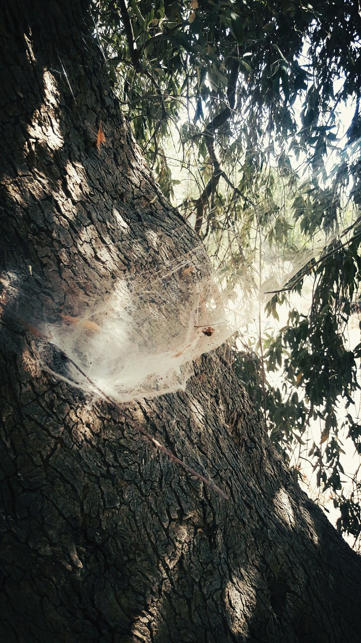 It's a bitsy spider ^_^