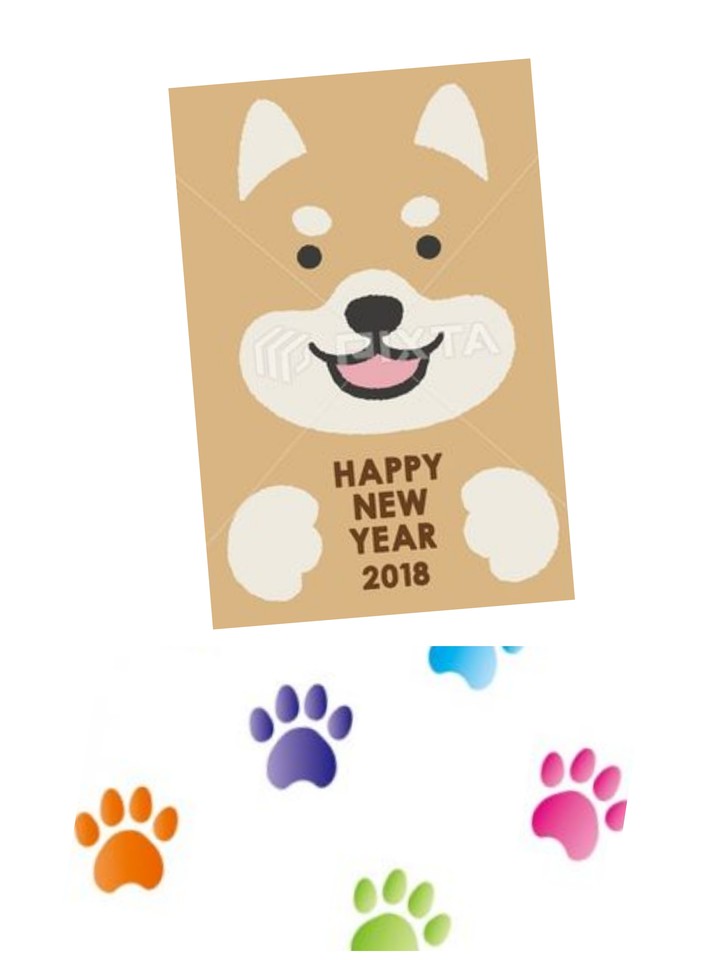 shiba