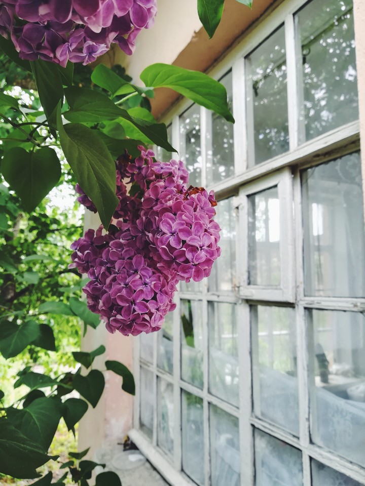 lilac