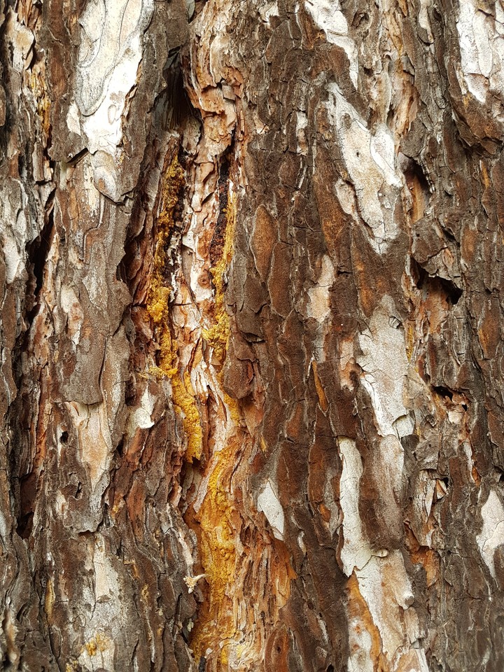 Pinus Nigra